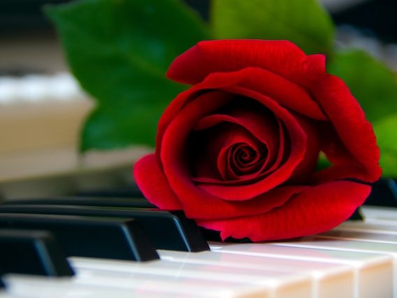 rose