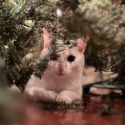 Lily Harrison Student Performer - Lily Harrison Sfpmebpz.3s3 