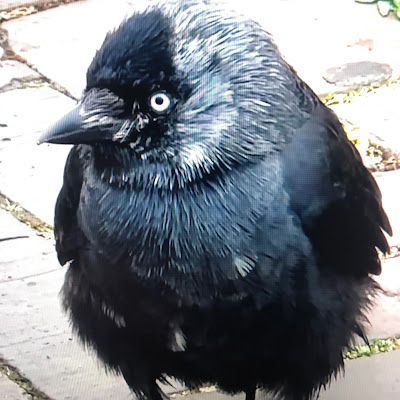 Tais Carleial Performer Actor - Tais Carleial 0xg0d4jx.w1h